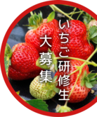 いちご研修生募集