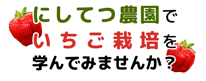 にしてつ農園でいちご栽培を学んでみませんか？