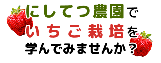 にしてつ農園でいちご栽培を学んでみませんか？