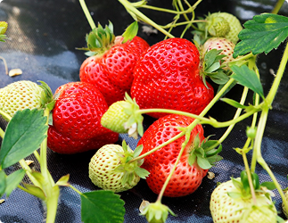 実ったいちご