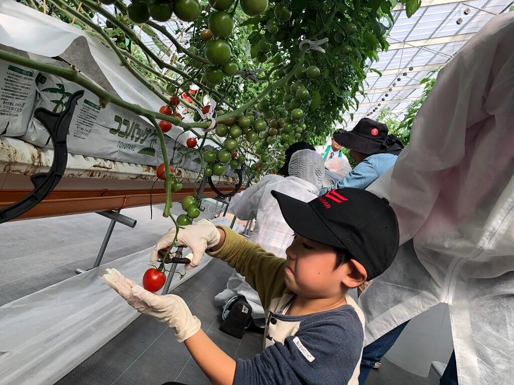 トマトの収穫の様子