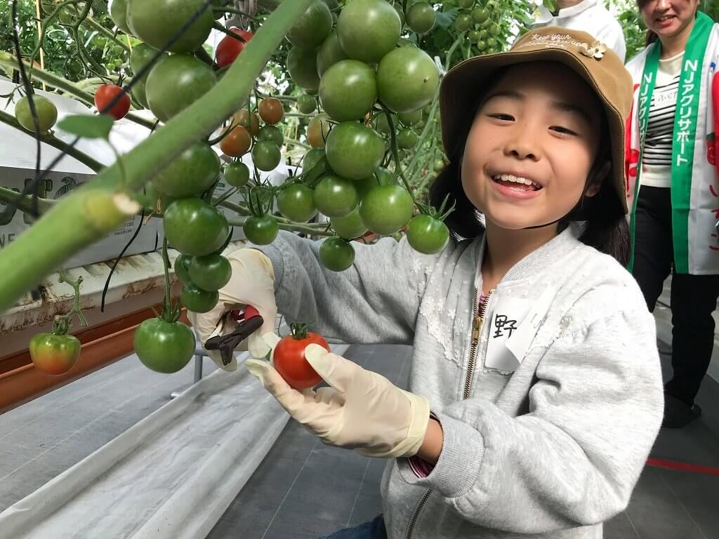 ハサミを使って上手にトマトを収穫する参加者